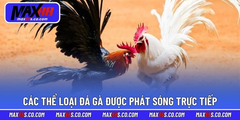 Các thể loại đá gà MAX88 được phát sóng trực tiếp
