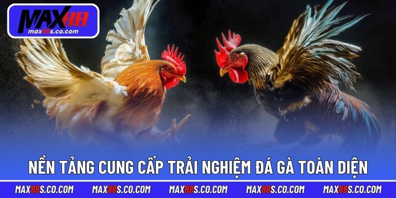 Nền tảng cung cấp trải nghiệm đá gà toàn diện