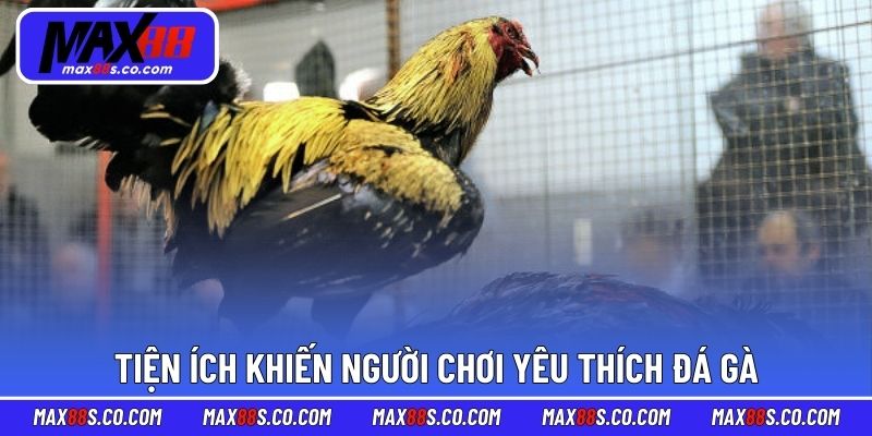 Tiện ích khiến người chơi yêu thích đá gà tại nhà cái