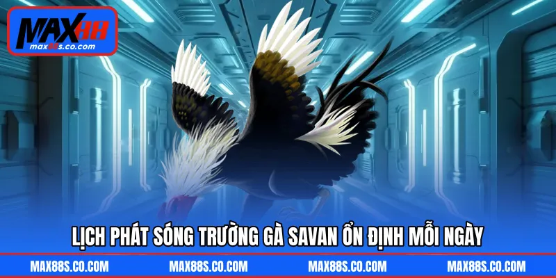 Lịch phát sóng trường gà Savan ổn định mỗi ngày
